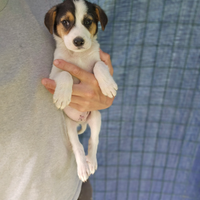 Cuccioli TG piccola