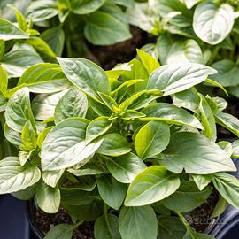 Basilico di Montagna - Vasetto