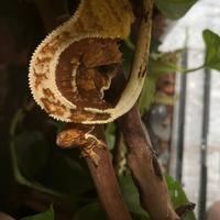 Geco ciliatus Harley