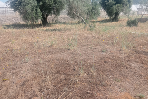 Terreno agricolo Sperlonga (lago lungo)