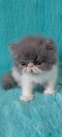Gatti persiani