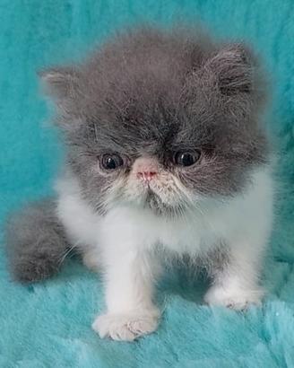 Gatti persiani