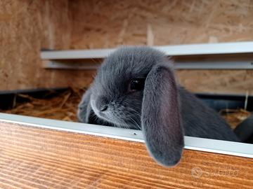 Coniglio coniglietto ariete nano blu