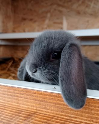 Coniglio coniglietto ariete nano blu