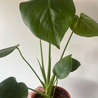 Monstera deliciosa Taueri