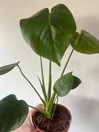 Monstera deliciosa Taueri