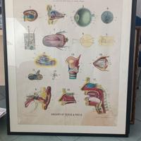 TAVOLE ANATOMICHE UNIVERSITARIE ORIGINALI