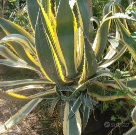 Agave americana variegata