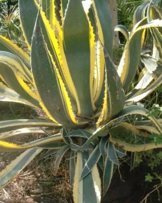 Agave americana variegata