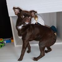 Chihuahua maschio Cioccolato con Pedigree Enci