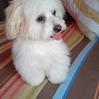 Bishon Havanais maschio per accoppiamento