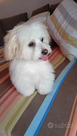 Bishon Havanais maschio per accoppiamento