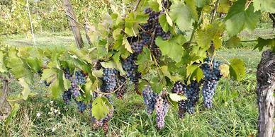 Uva da vino