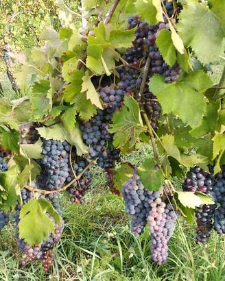 Uva da vino