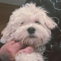 Maltesi piccola taglia