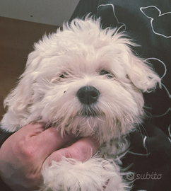 Maltesi piccola taglia