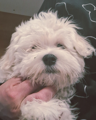 Maltesi piccola taglia