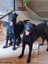 Cani cuccioli in adozione