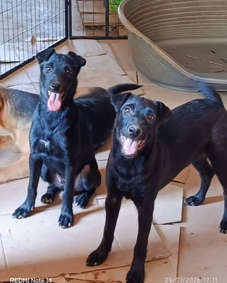 Cani cuccioli in adozione