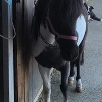 Pony