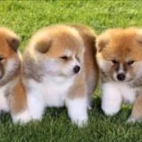 Akita inu con pedigree enci