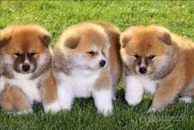 Akita inu con pedigree enci