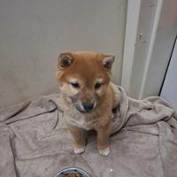 Cuccioli shiba inu
