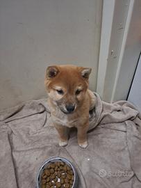 Cuccioli shiba inu
