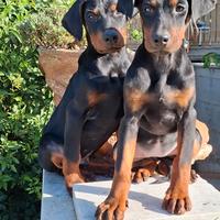 Dobermann