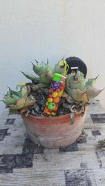 Agave Isthmensis Coastal Form Piante Grasse Cactus
