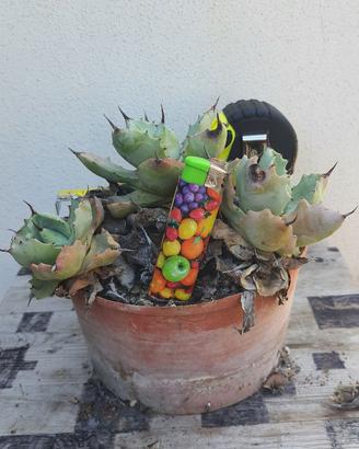Agave Isthmensis Coastal Form Piante Grasse Cactus