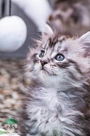 Cuccioli di Maine Coon