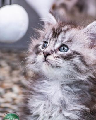 Cuccioli di Maine Coon