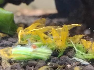 neocaridine Yellow fire