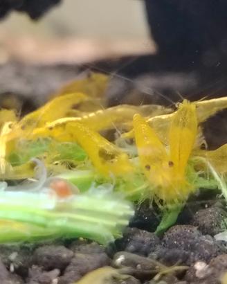 neocaridine Yellow fire