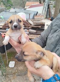 Cuccioli di meticcio piccola taglia