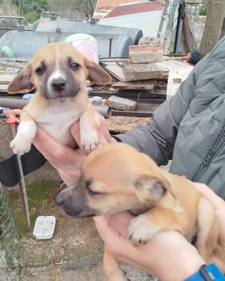 Cuccioli di meticcio piccola taglia