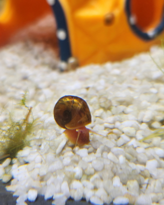 Planobarius