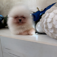 Volpini di pomerania