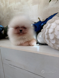 Volpini di pomerania