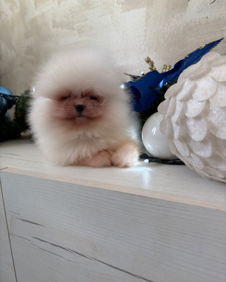 Volpini di pomerania