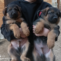 Cuccioli pastore tedesco