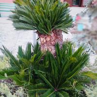 cycas di circa 30 anni