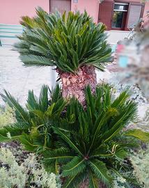 cycas di circa 30 anni