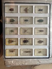 Insetti da tutto il mondo