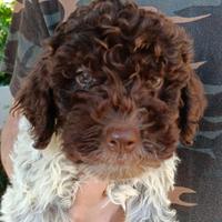 Lagotto Romagnolo