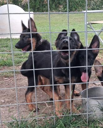 Cuccioli di pastore tedesco pedigree enci