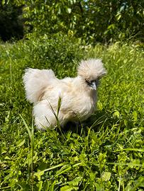 Gallina Moroseta