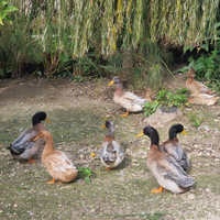 Anatre Rouen ORIGINALI Germani Reali