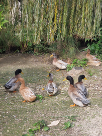 Anatre Rouen ORIGINALI Germani Reali
